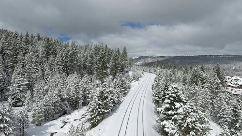 Uitzicht Op Bos Bedekt Met Sneeuw