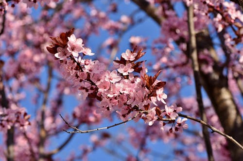 Gratis Fotos de stock gratuitas de árbol, arbustos, cerezos en flor Foto de stock