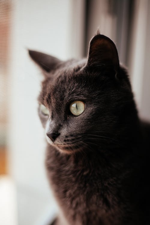 Black Cat in Close Up Photography