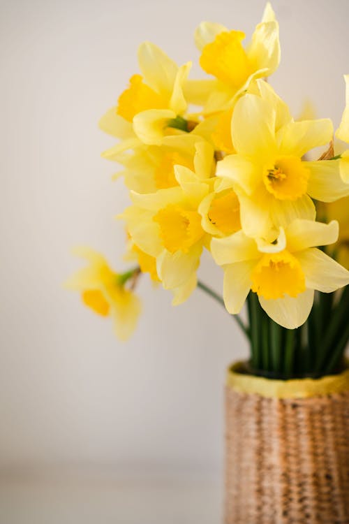 Bouquet of fresh yellow daffodils in vase