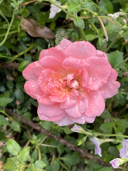 Free stock photo of pink rose Stock Photo