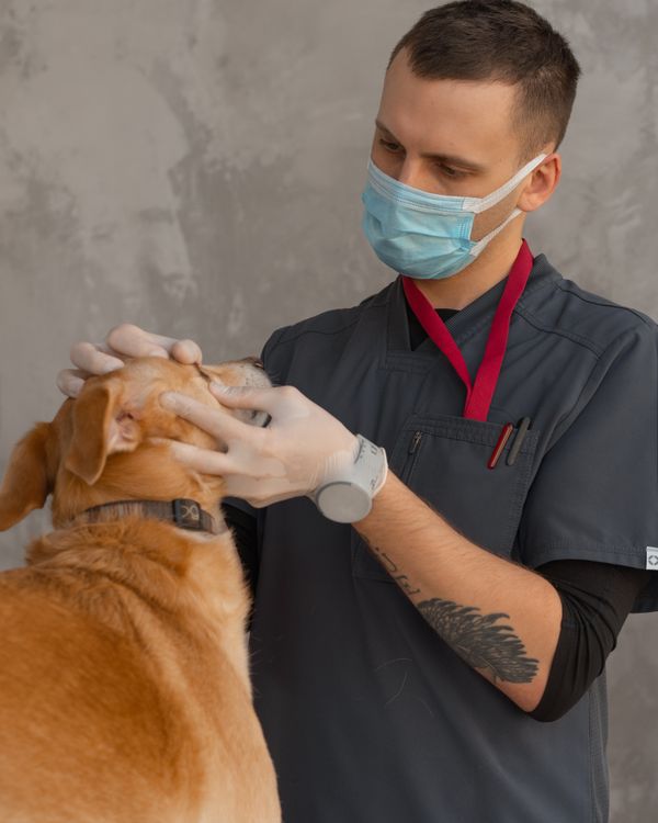 Veterinarian examining dog leg and paw during medical checkup