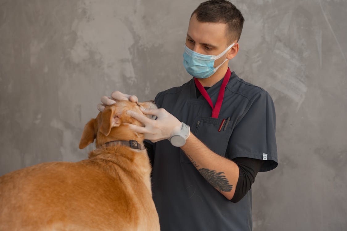 Tierarzt untersucht die Augen des Hundes
