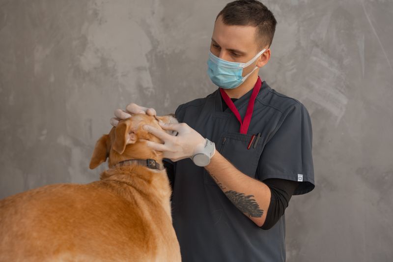 Veteriner tarafından cildi kontrol edilen bir köpek