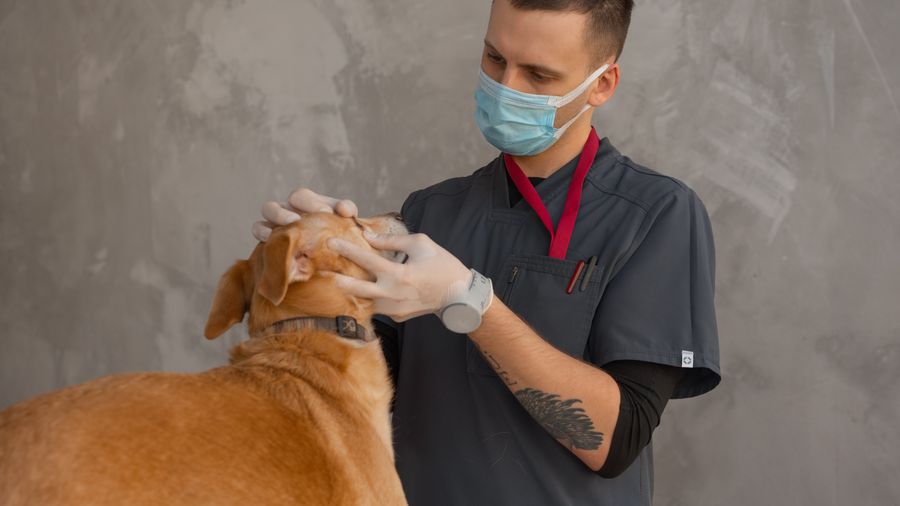 What to Actually Talk About With Your Vet at Food Checkups