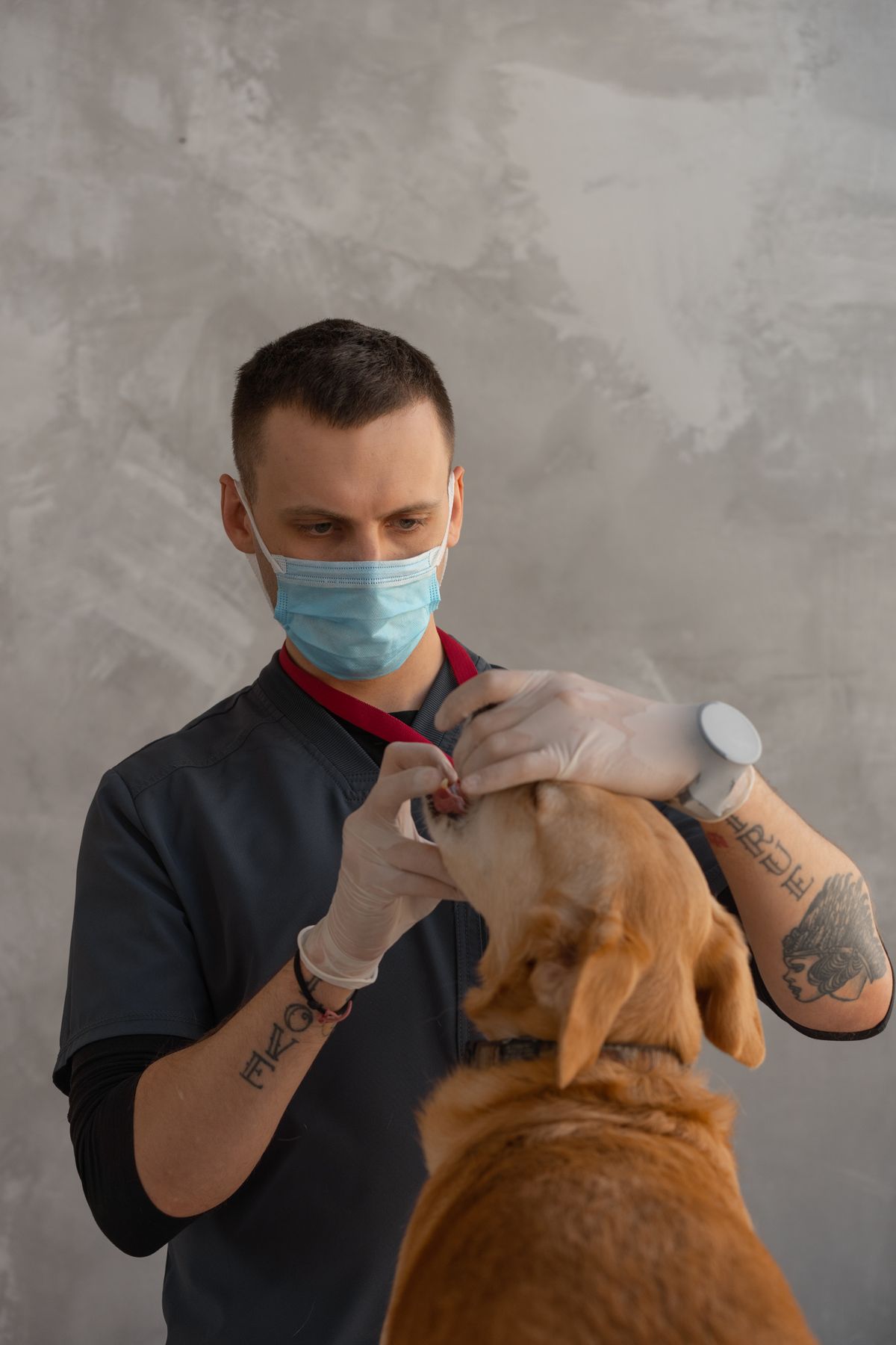 Veterinario realizando una revisión dental a un perro