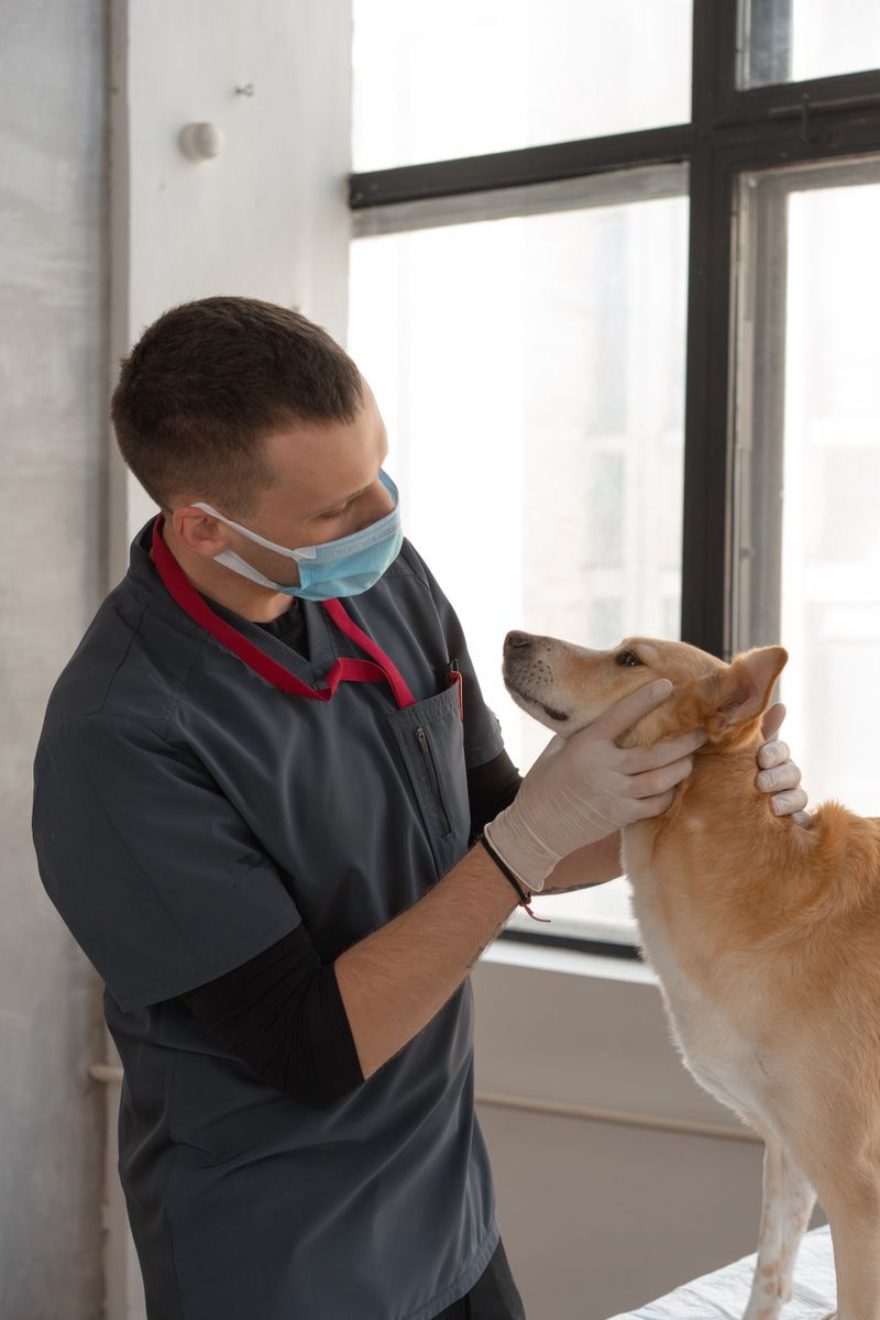Acil durumda veteriner tarafından kontrol edilen bir köpek