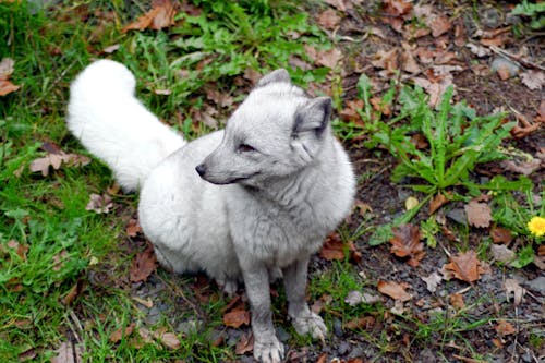 White Fox Sitting on Ground