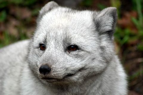 Vous Trouvez un Animal Sans Puce : Que Faire Légalement ?
