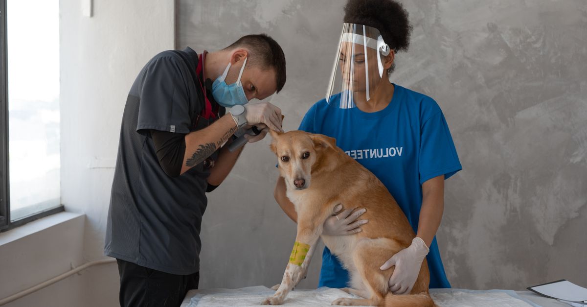 Preparing Your Pet for the Vet