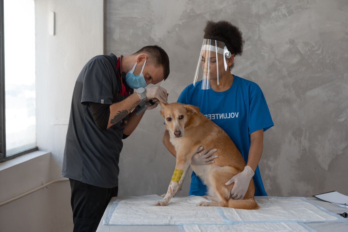 Veterinário examinando cachorro em atendimento