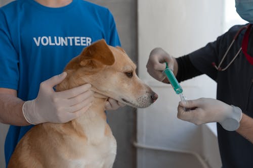 Free A Veterinarian Vaccinating a Dog Stock Photo