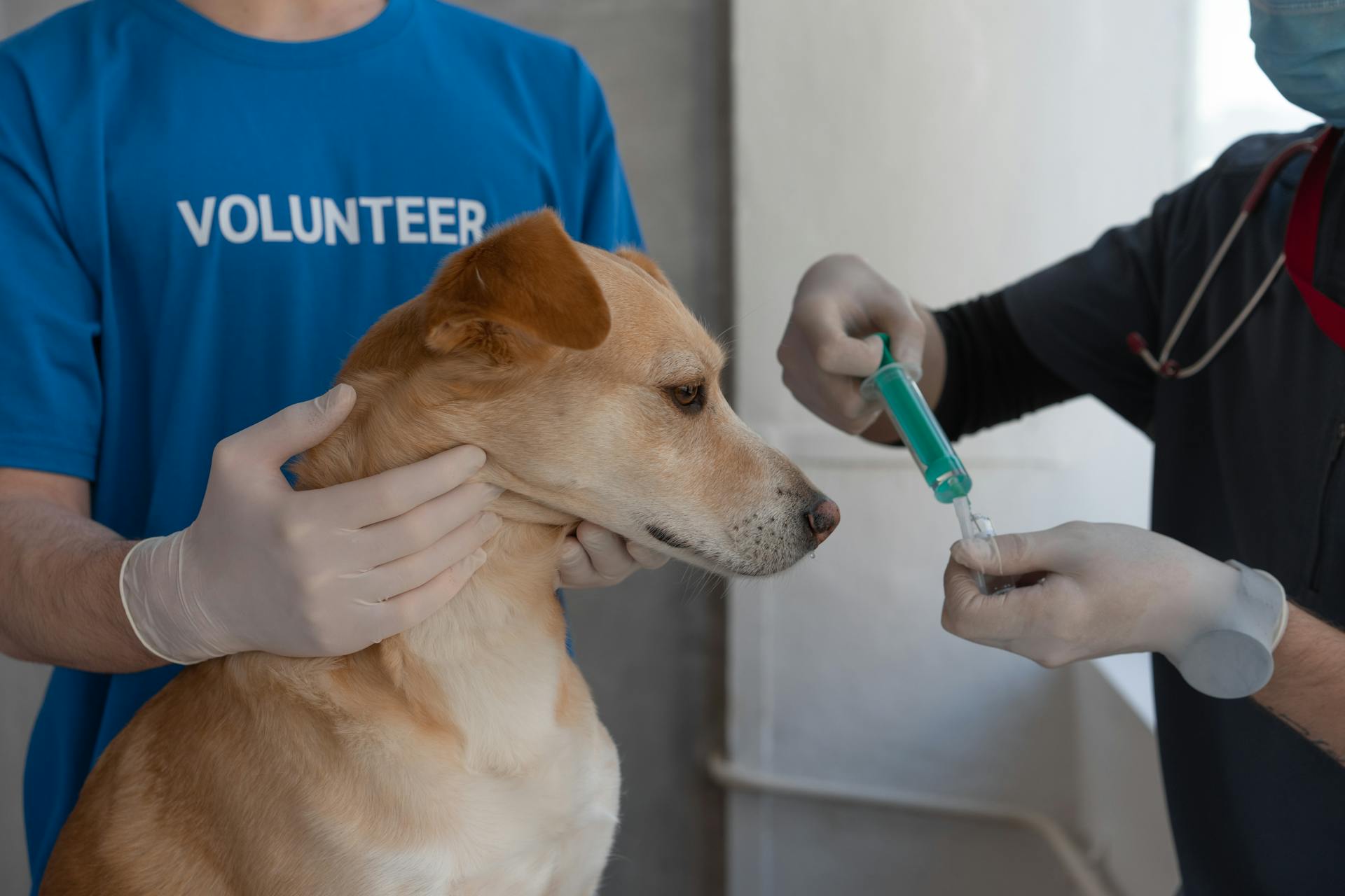 Een dierenarts die een hond vaccineert