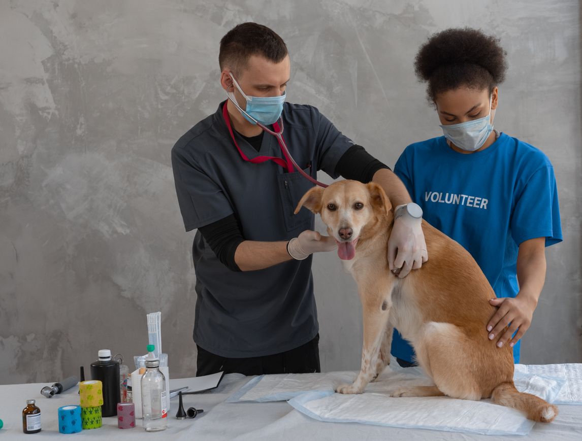 Licensed stock imagery: a pet being cared for during a visit