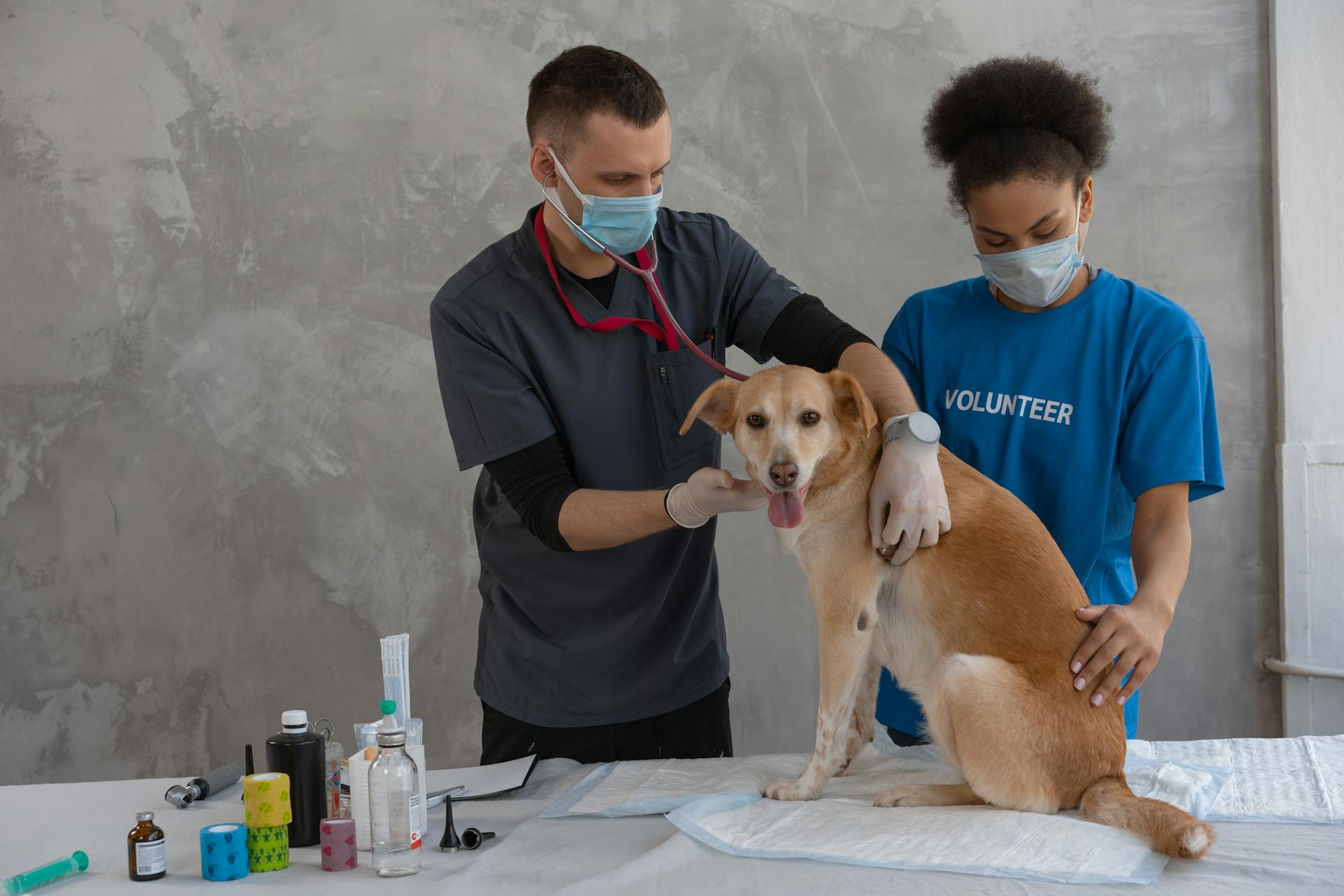 Un homme et une femme s'occupent d'un chien