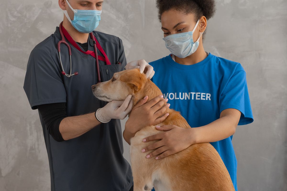 mejores veterinarios de Madrid en Alcalá de Henares