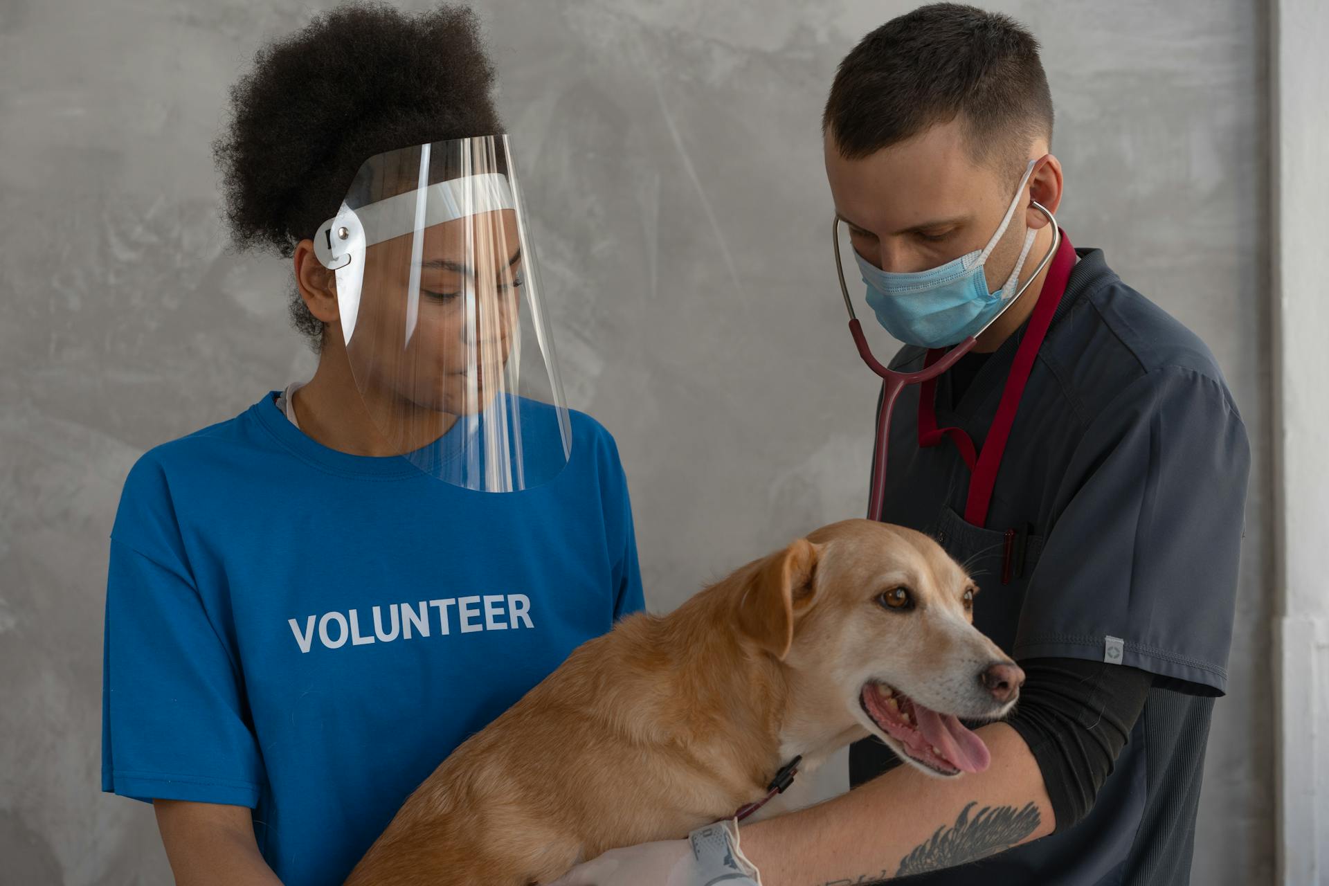 Un vétérinaire examine un chien brun