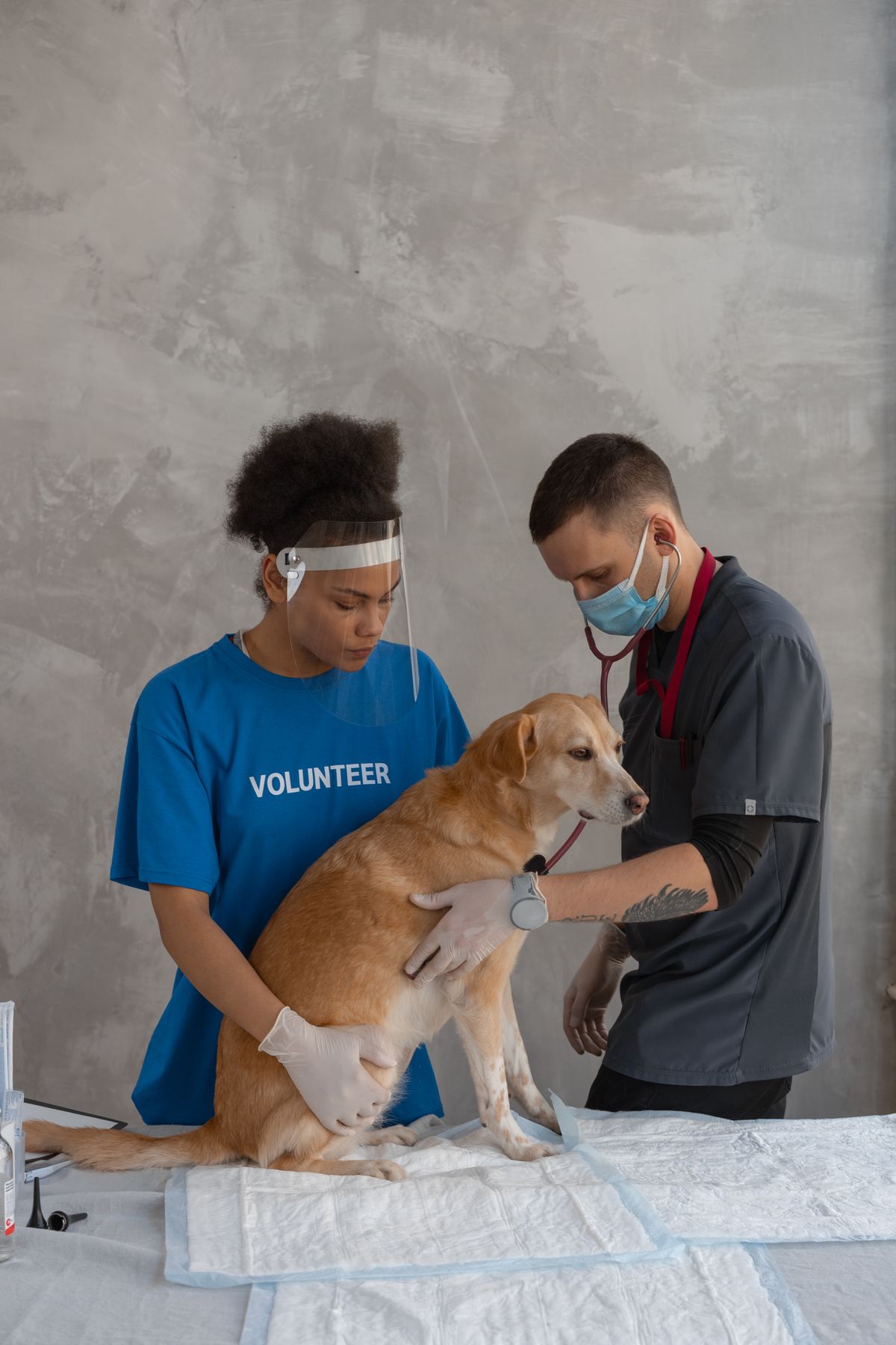 Pre-Existing Conditions and Pet Insurance