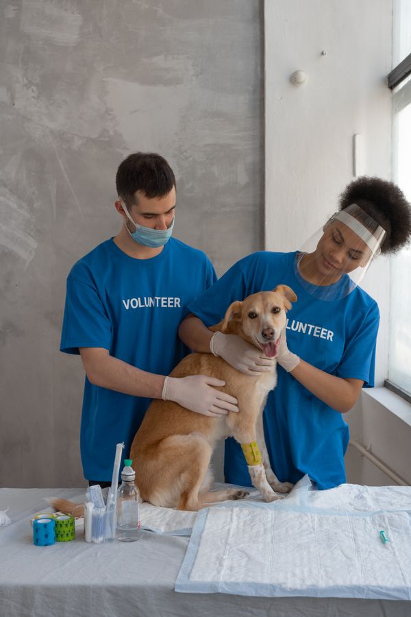 A street animal receiving medical treatment and care from a rescue volunteer