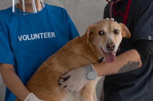 Protect Your Pets From September Storm Hazards