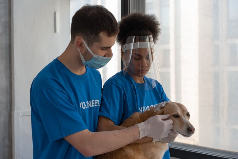 Veterinarian holding a cat during a clinic appointment
