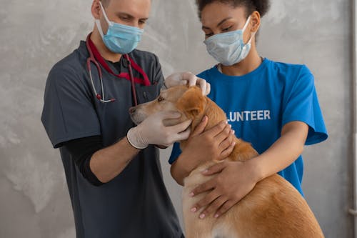 Free Veterinarian Checking the Brown Short Coated Dog Stock Photo