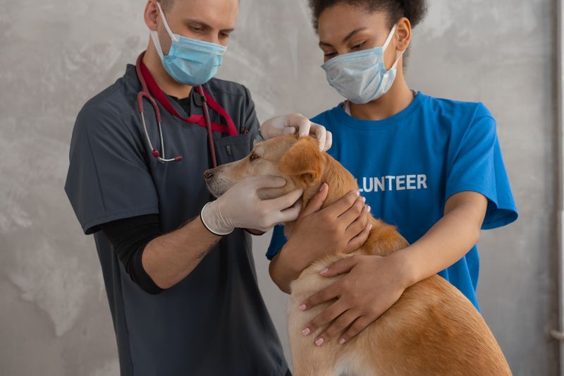 Kulağı kontrol edilen bir köpeğin yakın çekimi
