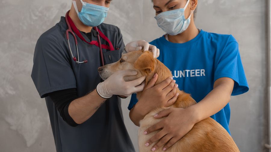 How to Prepare Your Dog for a Vet Exam So It Goes Well