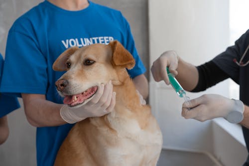 A Volunteer Person Holding a Brown Dog