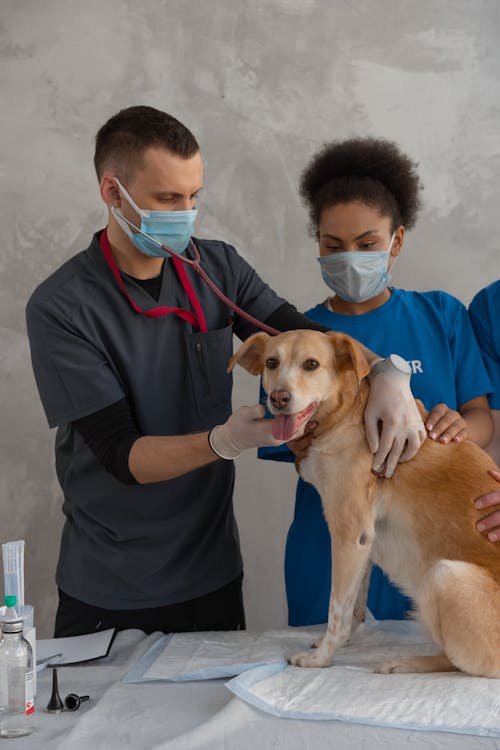 Free Man in Scrub Suit Checking the Brown Short Coated Dog Stock Photo