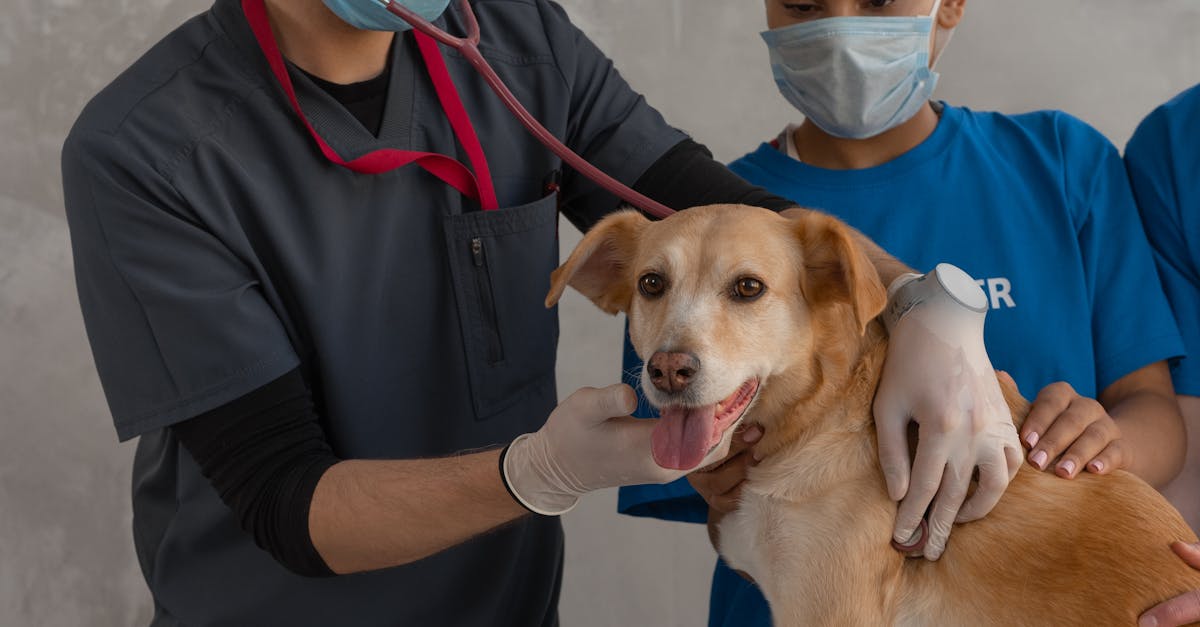 When should I take my dog to the vet for diarrhea and vomiting