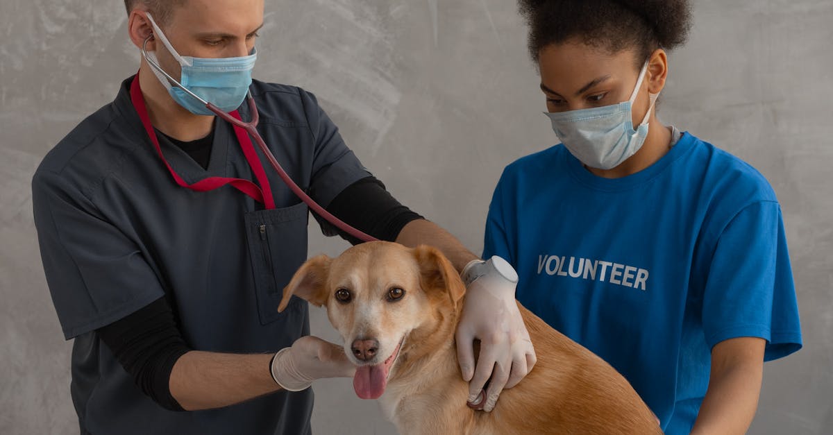 Veteranarian Checking on a Dog