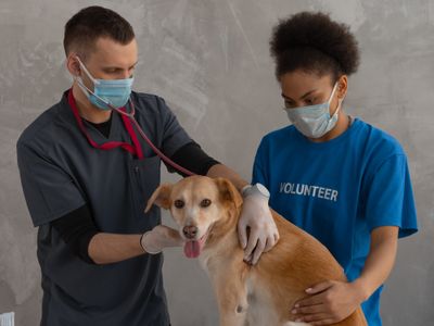 Embark Dog DNA Test