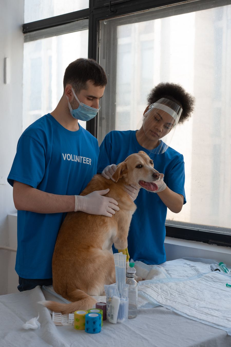 Voluntarios revisando a un perro rescatado en una clínica veterinaria