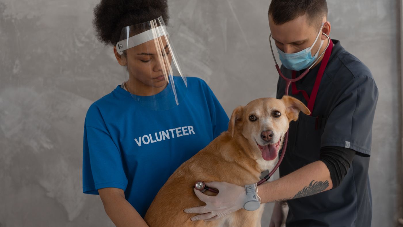 How to Prepare Your Dog for a Vet Exam So It Goes Well