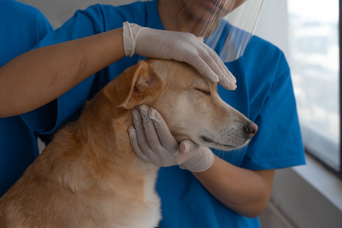 medir a febre em cães