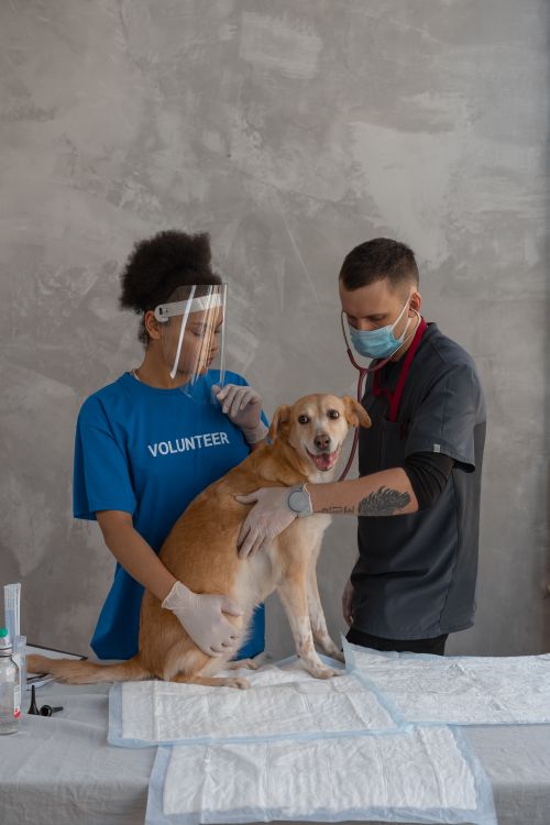 Diş Taşı ve Periodontal Hastalık