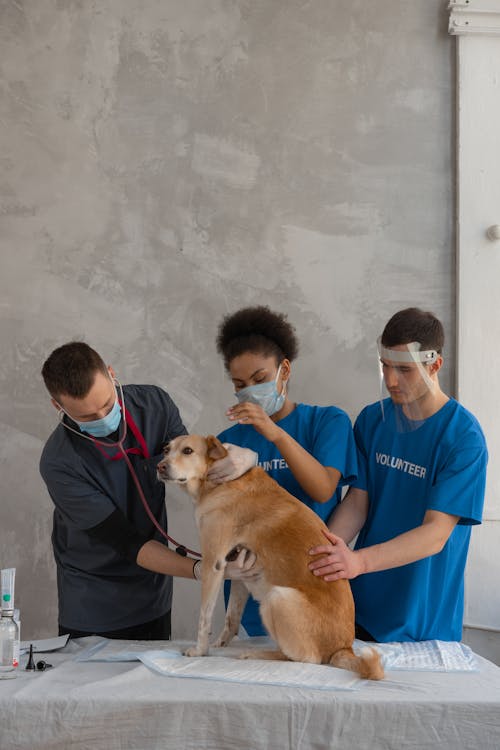 Veterinarian Doing a Medical Examination on the Brown Dog 