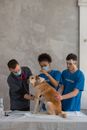 Man in Blue Crew Neck T-shirt Holding Brown Short Coated Dog