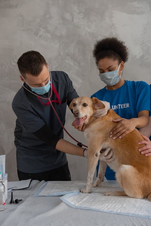 A Man Doing Check-Up on a Dog