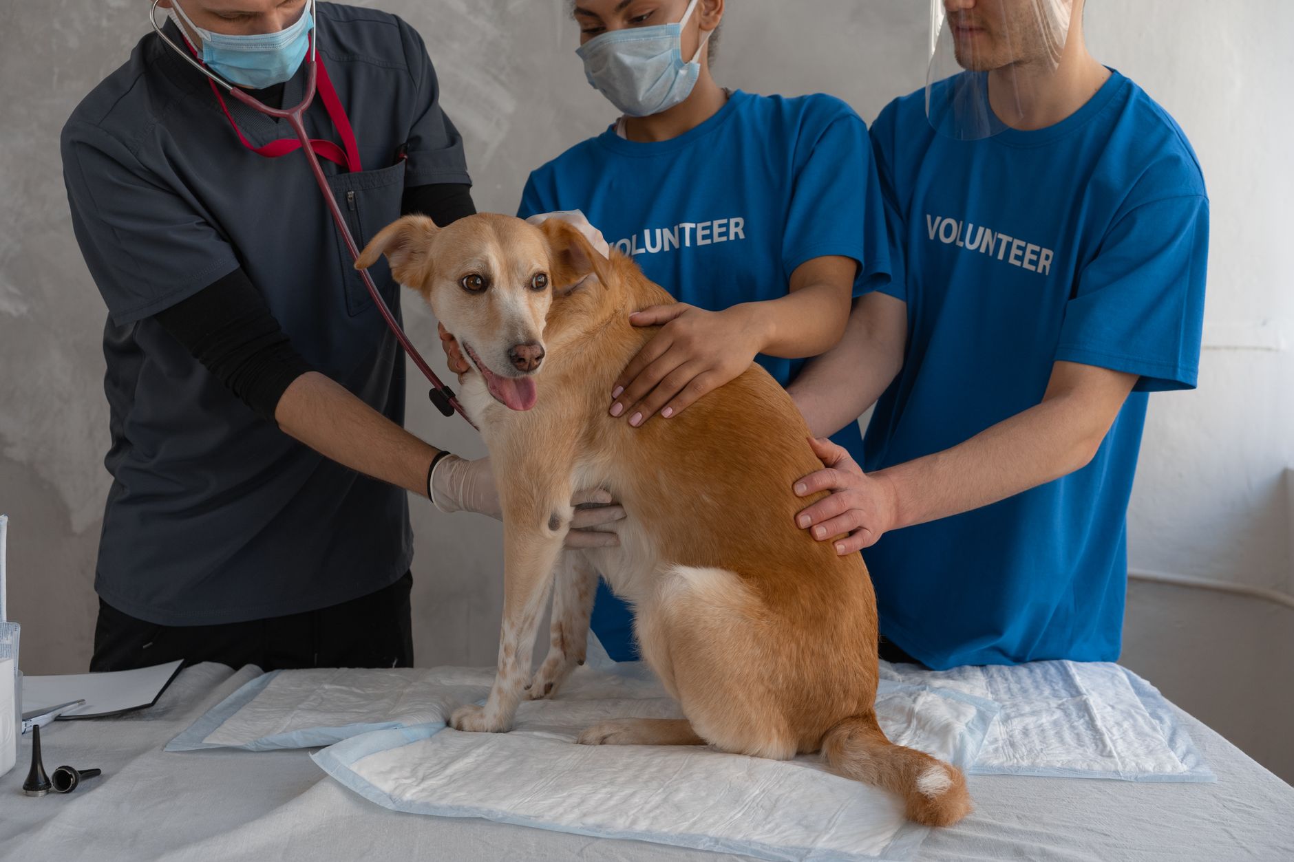 common animal shelter volunteering mistakes to avoid