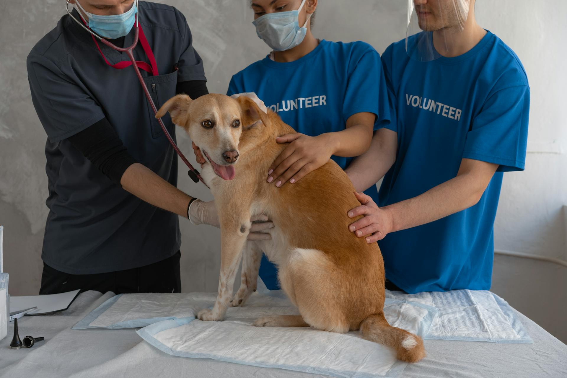 Un vétérinaire et deux volontaires aident un chien malade