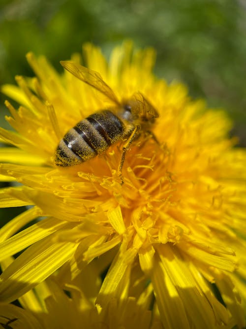 Free Close Up Photo of Bee on Yellow Flower Stock Photo