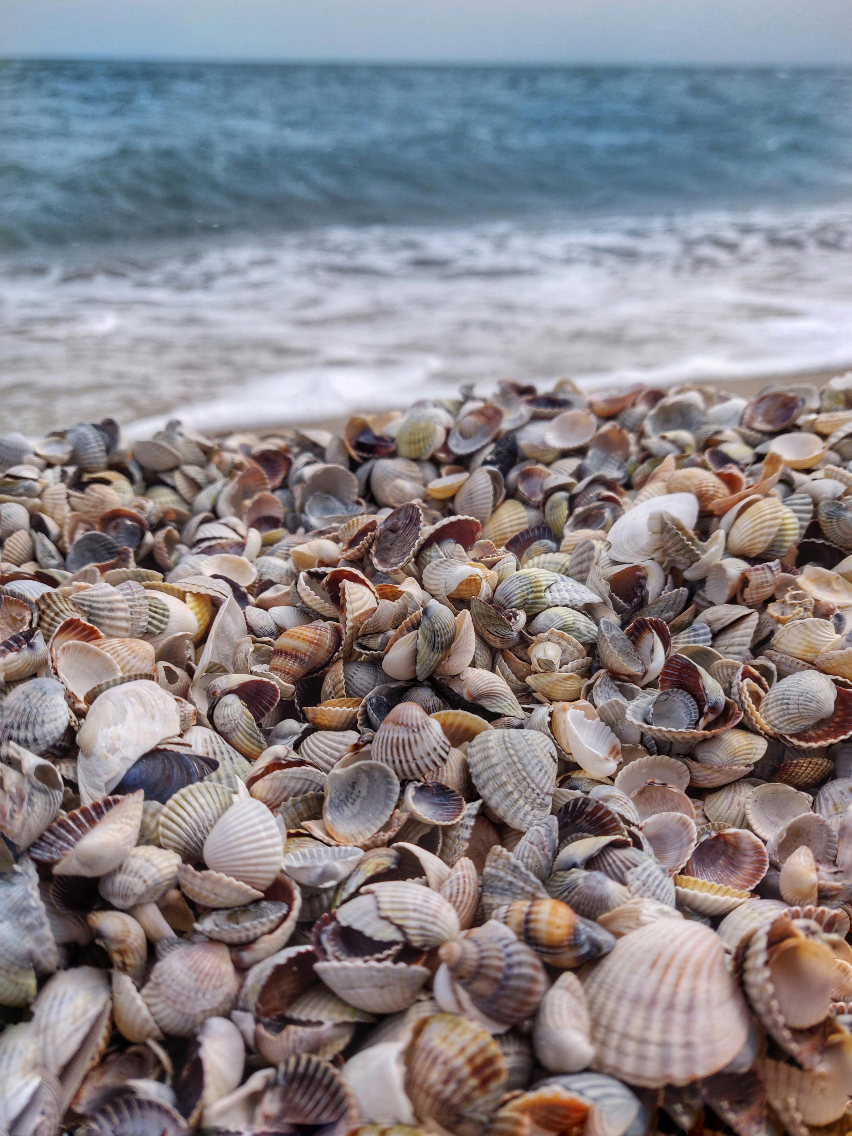 Seashell And White Stones On Seashore · Free Stock Photo