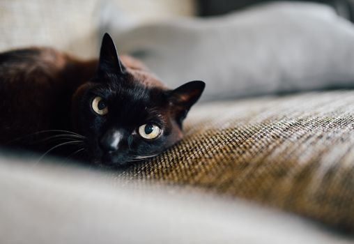 一只宁静的黑猫躺在室内的纹理沙发上，黄眼睛散发着平静的气息