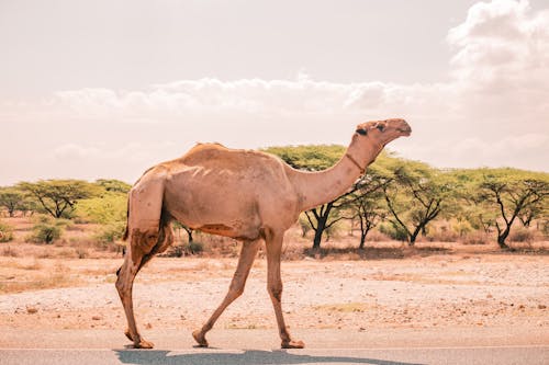 Free stock photo of camel
