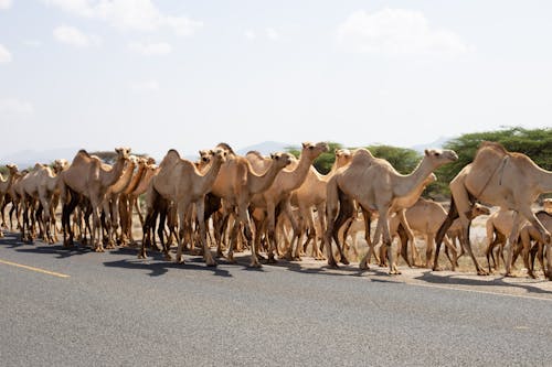 Бесплатное стоковое фото с верблюды, группа, дорога
