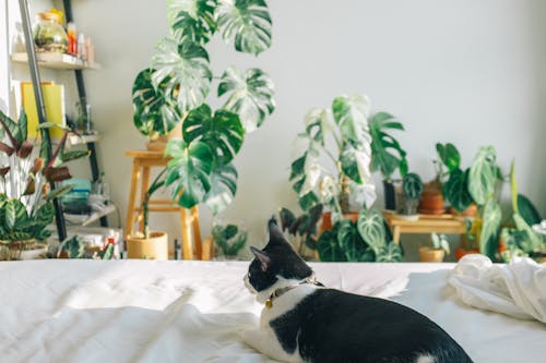 Photo of a Tuxedo Cat on a White Surface