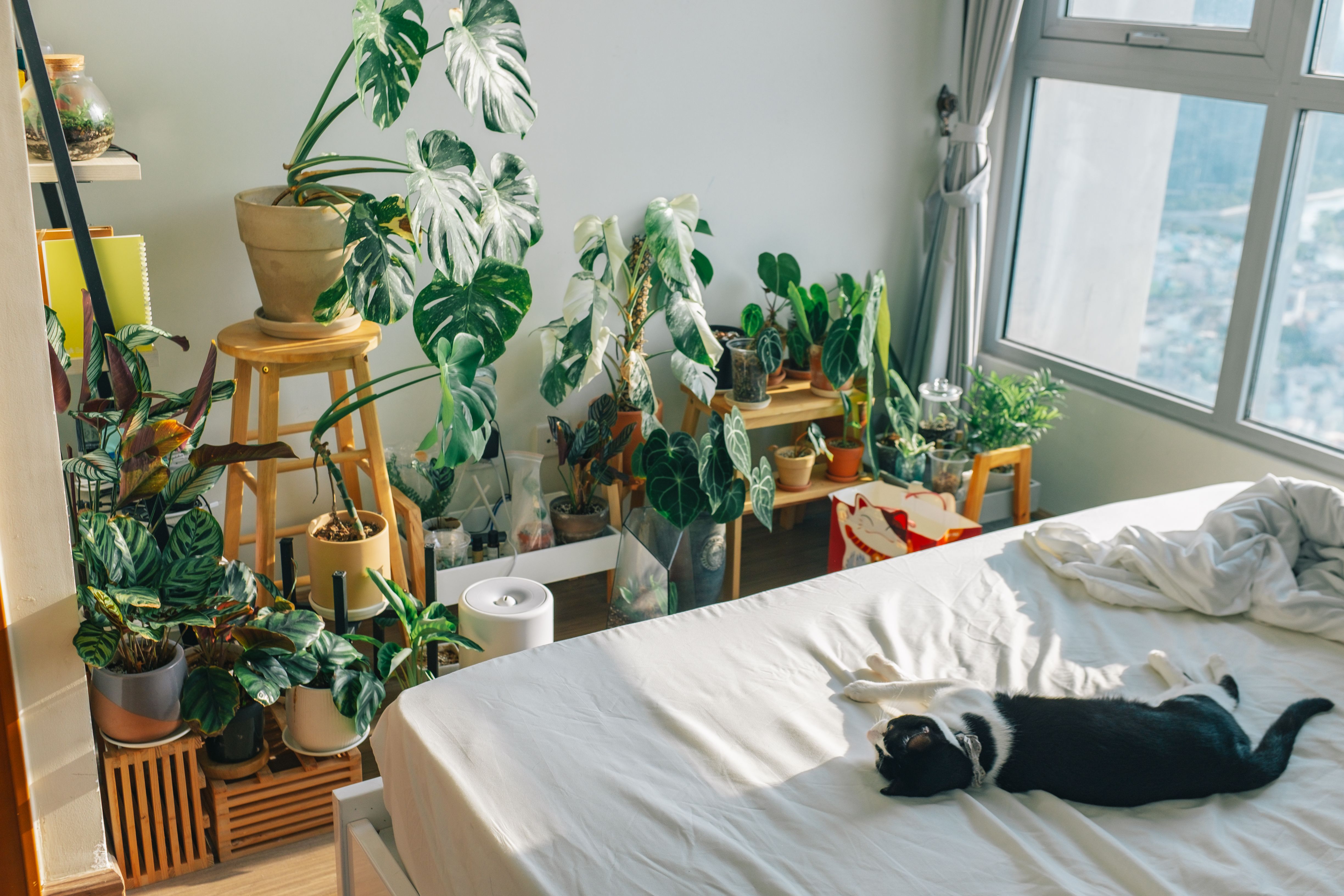 Cozy bedroom featuring a relaxed cat, abundant houseplants, and natural light.
