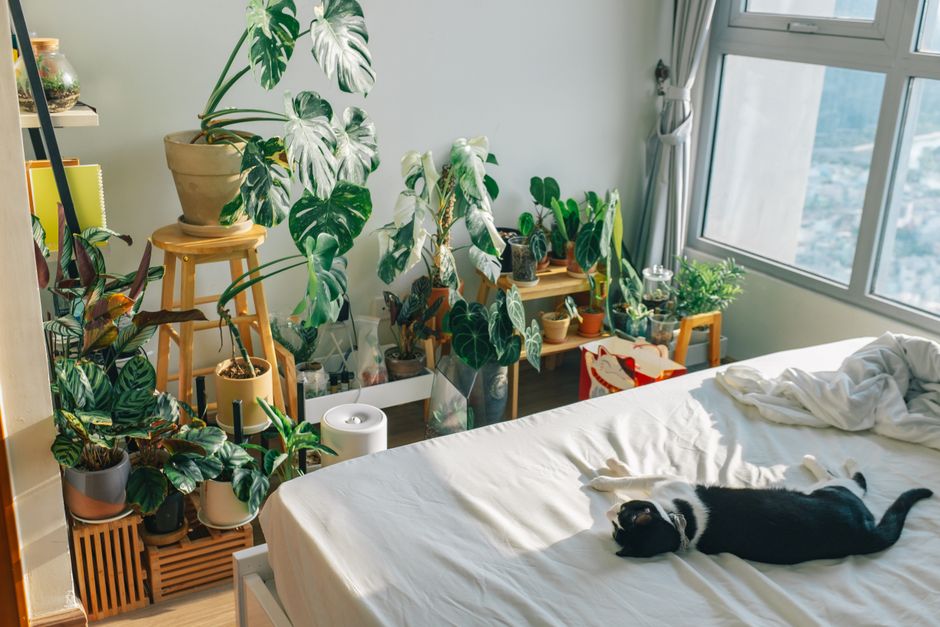 Cozy bedroom featuring a relaxed cat, abundant houseplants, and natural light.